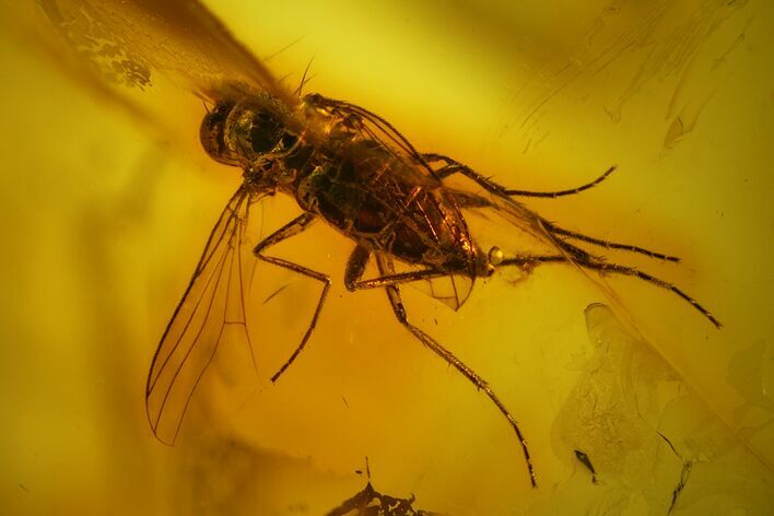Detailed Fossil Fly (Diptera) In Baltic Amber #142241